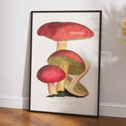 Svampe - Botanisk illustration af James Sowerby fra 1808