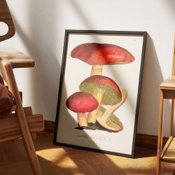 Svampe - Botanisk illustration af James Sowerby fra 1808