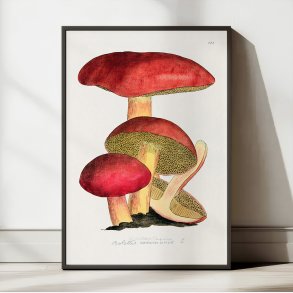 Svampe - Botanisk illustration af James Sowerby fra 1808