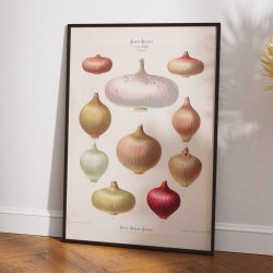 L�g - Botanisk planche af Ernst Benary fra 1880