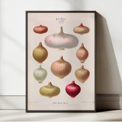 L�g - Botanisk planche af Ernst Benary fra 1880