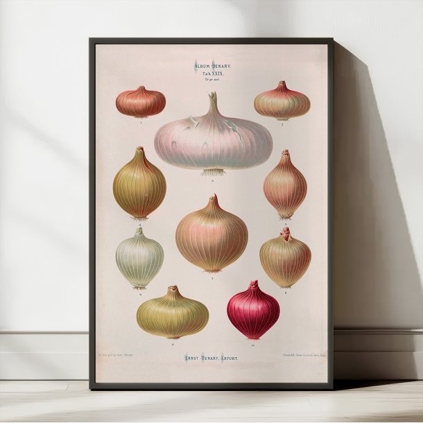 L�g - Botanisk planche af Ernst Benary fra 1880