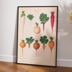 Radiser - Botanisk planche af Ernst Benary fra 1880