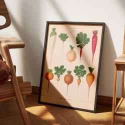 Radiser - Botanisk planche af Ernst Benary fra 1880