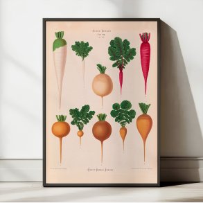 Radiser - Botanisk planche af Ernst Benary fra 1880