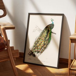 P�fugl - Naturillustration fra 1892