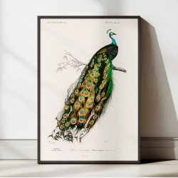 P�fugl - Naturillustration fra 1892