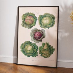 K�l - Botanisk planche af Ernst Benary fra 1880