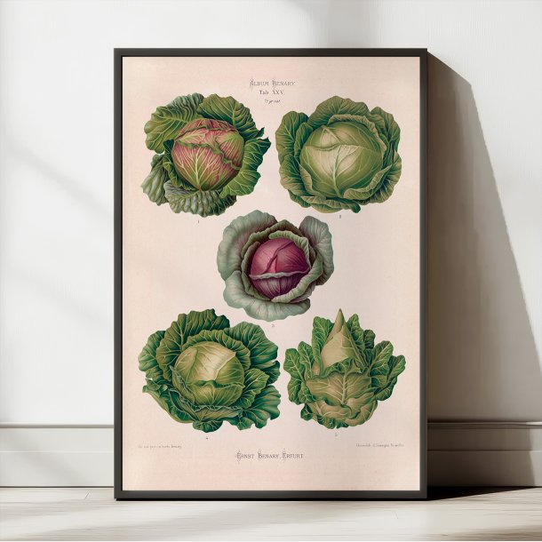 K�l - Botanisk planche af Ernst Benary fra 1880