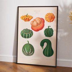 Prydagr�skar - Botanisk planche af Ernst Benary fra 1880