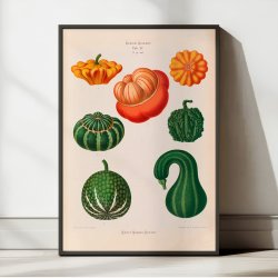 Prydagr�skar - Botanisk planche af Ernst Benary fra 1880