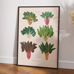 Bladbede - Botanisk planche af Ernst Benary fra 1880
