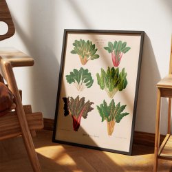 Bladbede - Botanisk planche af Ernst Benary fra 1880