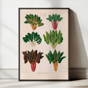 Bladbede - Botanisk planche af Ernst Benary fra 1880
