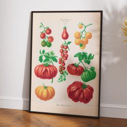 Tomater - Botanisk planche af Ernst Benary fra 1880