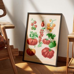 Tomater - Botanisk planche af Ernst Benary fra 1880