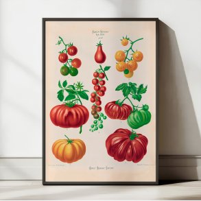 Tomater - Botanisk planche af Ernst Benary fra 1880