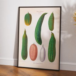 Agurker - Botanisk planche af Ernst Benary fra 1880