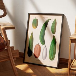 Agurker - Botanisk planche af Ernst Benary fra 1880
