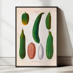Agurker - Botanisk planche af Ernst Benary fra 1880