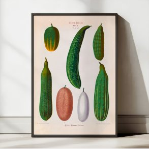 Agurker - Botanisk planche af Ernst Benary fra 1880