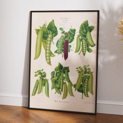 �rter - Botanisk planche af Ernst Benary fra 1880