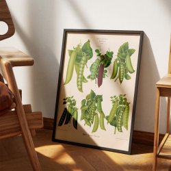 �rter - Botanisk planche af Ernst Benary fra 1880