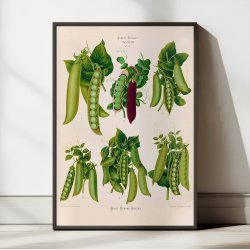 �rter - Botanisk planche af Ernst Benary fra 1880