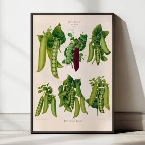 �rter - Botanisk planche af Ernst Benary fra 1880