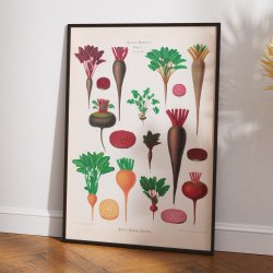 R�dbeder - Botanisk planche af Ernst Benary fra 1880