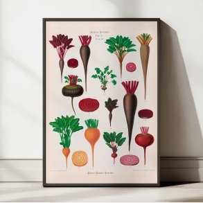 R�dbeder - Botanisk planche af Ernst Benary fra 1880