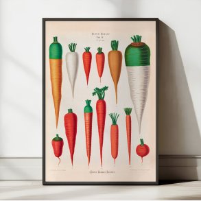 Guler�dder - Botanisk planche af Ernst Benary fra 1880