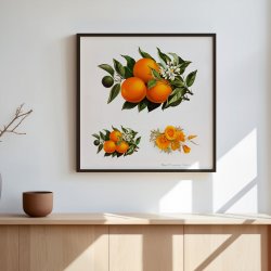 Appelsiner og valmuer - Frugtillustration fra 1895
