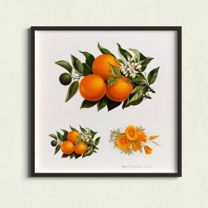 Appelsiner og valmuer - Frugtillustration fra 1895