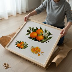 Appelsiner og valmuer - Frugtillustration fra 1895