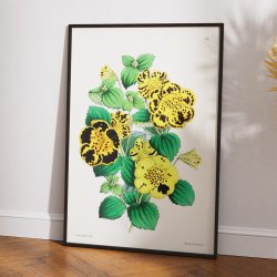 Calceolaria - Botanisk illustration fra 1870