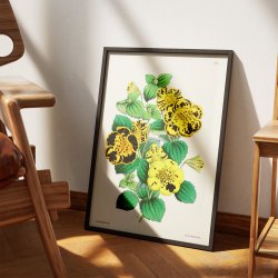 Calceolaria - Botanisk illustration fra 1870