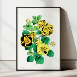 Calceolaria - Botanisk illustration fra 1870