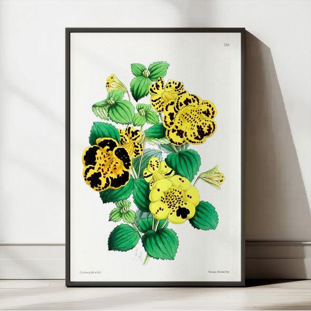 Calceolaria - Botanisk illustration fra 1870