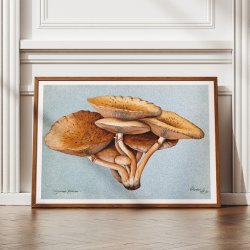 Inocybe pudica - Svampeillustration fra 1895