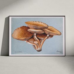 Inocybe pudica - Svampeillustration fra 1895
