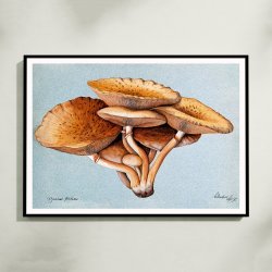 Inocybe pudica - Svampeillustration fra 1895