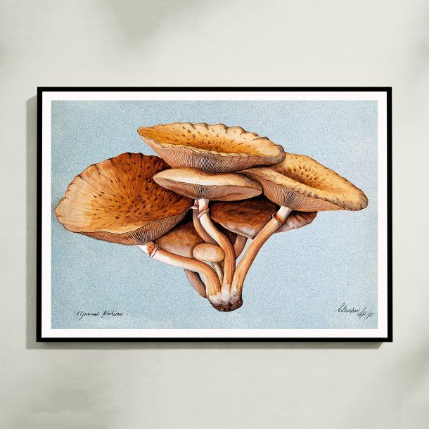 Inocybe pudica - Svampeillustration fra 1895