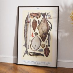 Fisk og skaldyr - Madillustration fra 1923