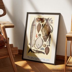 Fisk og skaldyr - Madillustration fra 1923