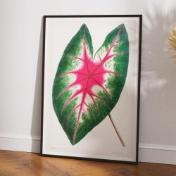 Flamingoblomst - Botanisk illustration fra 1870