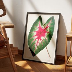 Flamingoblomst - Botanisk illustration fra 1870