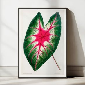 Flamingoblomst - Botanisk illustration fra 1870