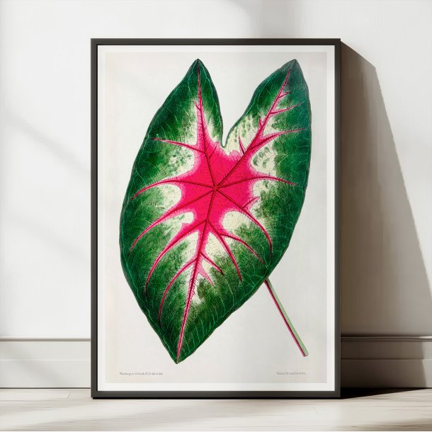 Flamingoblomst - Botanisk illustration fra 1870