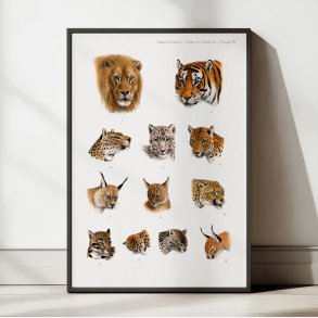 Indiens vilde dyr - Safariillustration fra 1900